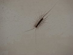 Insecta