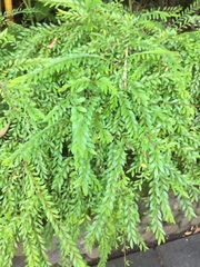 Phyllanthus myrtifolius