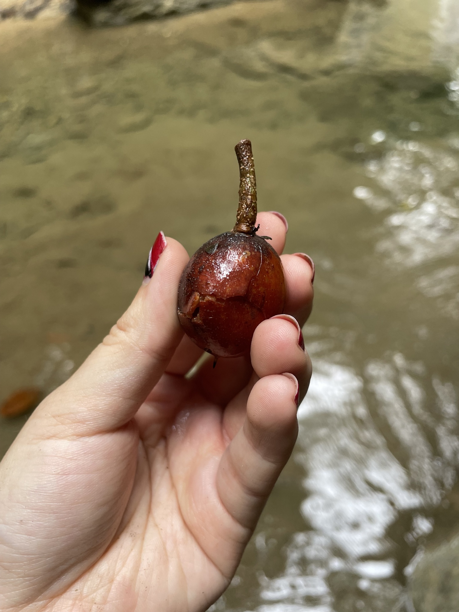 Bulletwood (Manilkara bidentata)