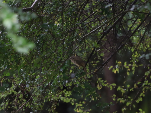 White-browed Bulbul (Pycnonotus luteolus), photo 10