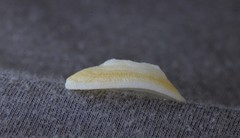 Tugali parmophoidea