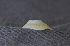 Tugali parmophoidea
