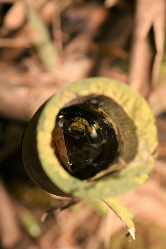 Green Iris Tree Frog, Kurixalus berylliniris