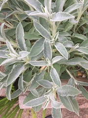 Stachys byzantina