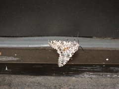 Insecta