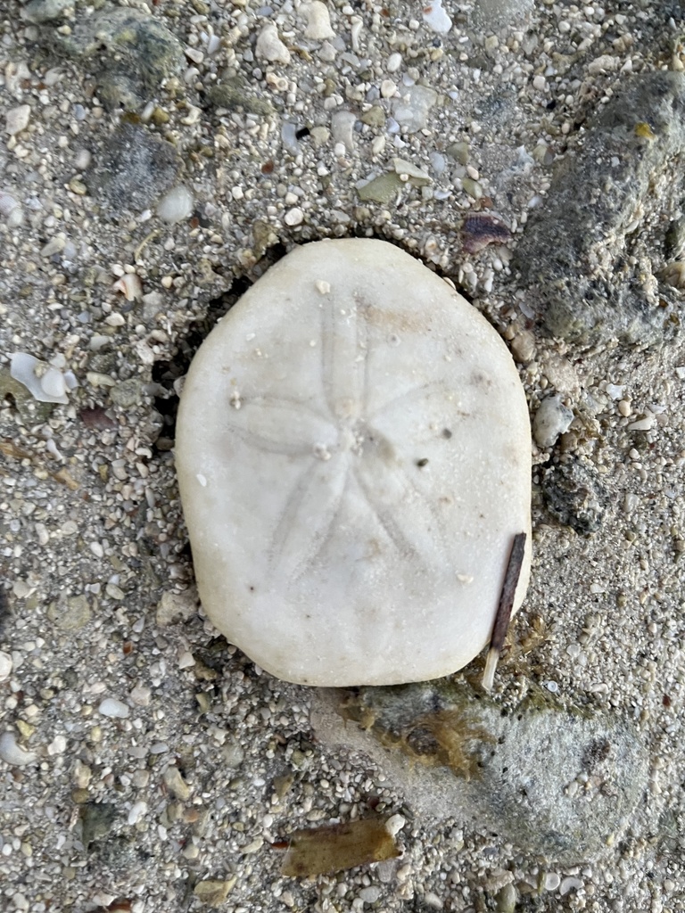 Depressed Sand Dollar