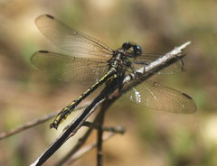 Phanogomphus oklahomensis