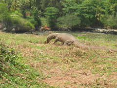 Varanus bengalensis