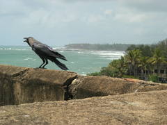 Corvus splendens