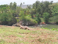 Varanus bengalensis