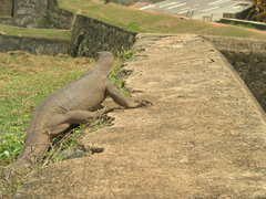 Varanus bengalensis