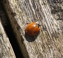 Harmonia axyridis