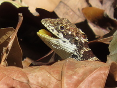 Kakhyen Hills Spiny Lizard photo 4