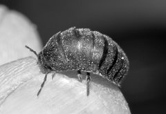 Silphidae