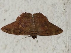 Insecta