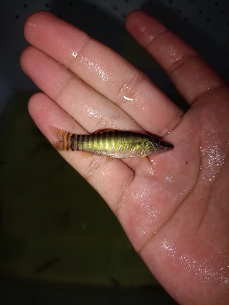 Botia Macan (Syncrossus hymenophysa)