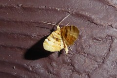 Elvia glaucata