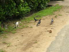 Corvus splendens