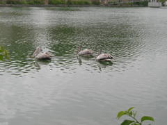 Pelecanus philippensis