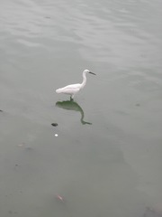 Egretta garzetta
