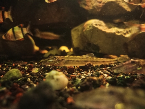 Horseface loach (Acantopsis choirorhynchos) — Cobitidae — 5