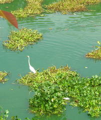 Ardea alba