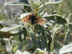 Euphydryas chalcedona hennei