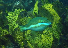 Canthigaster callisterna