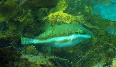 Canthigaster callisterna