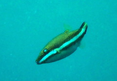 Canthigaster callisterna