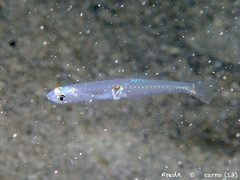 Transparent Goby photo 1