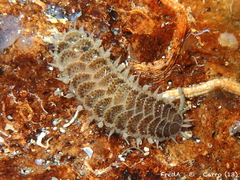 Image of Harmothoe areolata