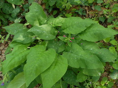 Pulmonaria vallarsae