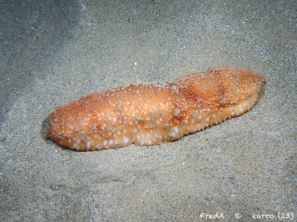 Parastichopus regalis