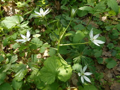 Ornithogalum umbellatum