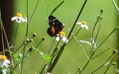 Insecta