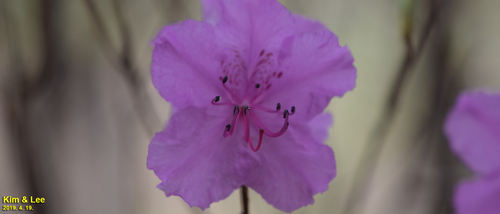Rhododendron mucronulatum