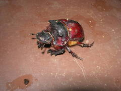 Heliocopris bucephalus