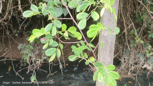 Dalbergia (Dalbergia candenatensis)