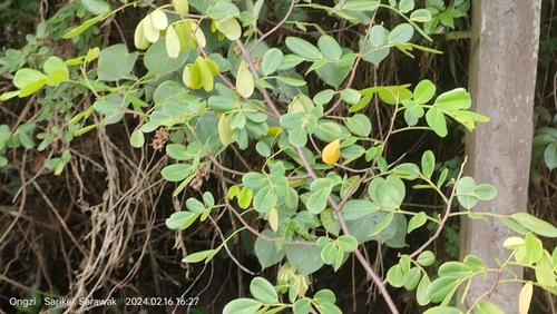 Image of Dalbergia candenatensis by (c) Ong Jyh Seng, some rights reserved (CC BY-SA)