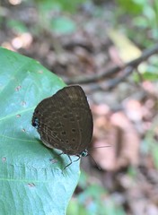 Arhopala major major