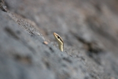 Dendrelaphis tristis