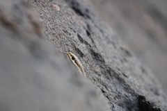 Dendrelaphis tristis