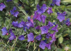 Echium plantagineum