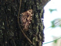 Insecta