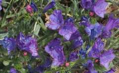Echium plantagineum