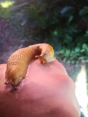 Urocyclinae