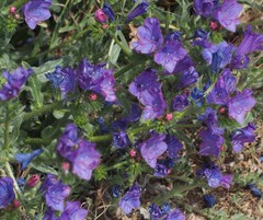 Echium plantagineum