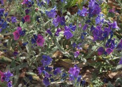 Echium plantagineum
