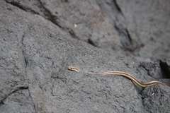 Dendrelaphis tristis